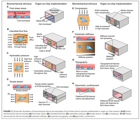 Diagram of a Mechanical Stimulation A Crucial Element of Organ-on-Chip Models