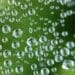 An image of droplets of water over a green background.