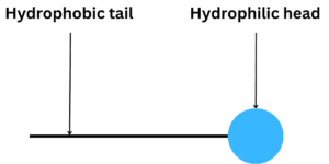 A surfactant molecule with a white background.