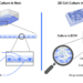 Comparison between 2D Cell Culture in flask VS 3D Cell Culture in ECM