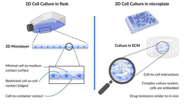 Comparison between 2D Cell Culture in flask VS 3D Cell Culture in ECM