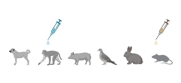 Animal testing (injections) on different animals: mouse, rabbit, turtle dove, pig, macaque, dog.