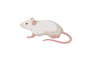 An image of a mouse with a white background (from biorender.com)