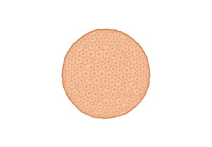 An illustration of a 3D spheroid with a white background