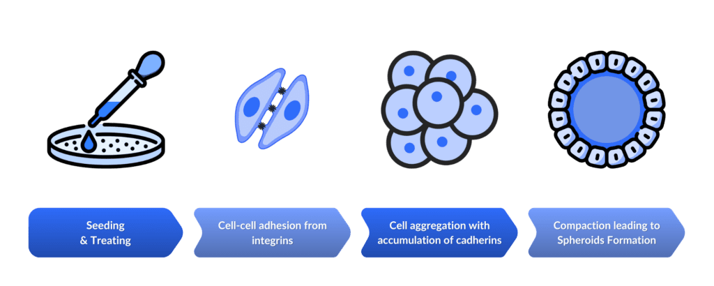 Workflow on spheroids formation: 1. Seeding & treating; 2. Cell-cell adhesion from integrins; 3. Cell aggregation with accumulation of cadherins; 4. Compaction leading to Spheroids Formation