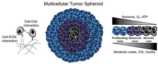 Multi-cellular Tumor Spheroid (MCTS) illustration