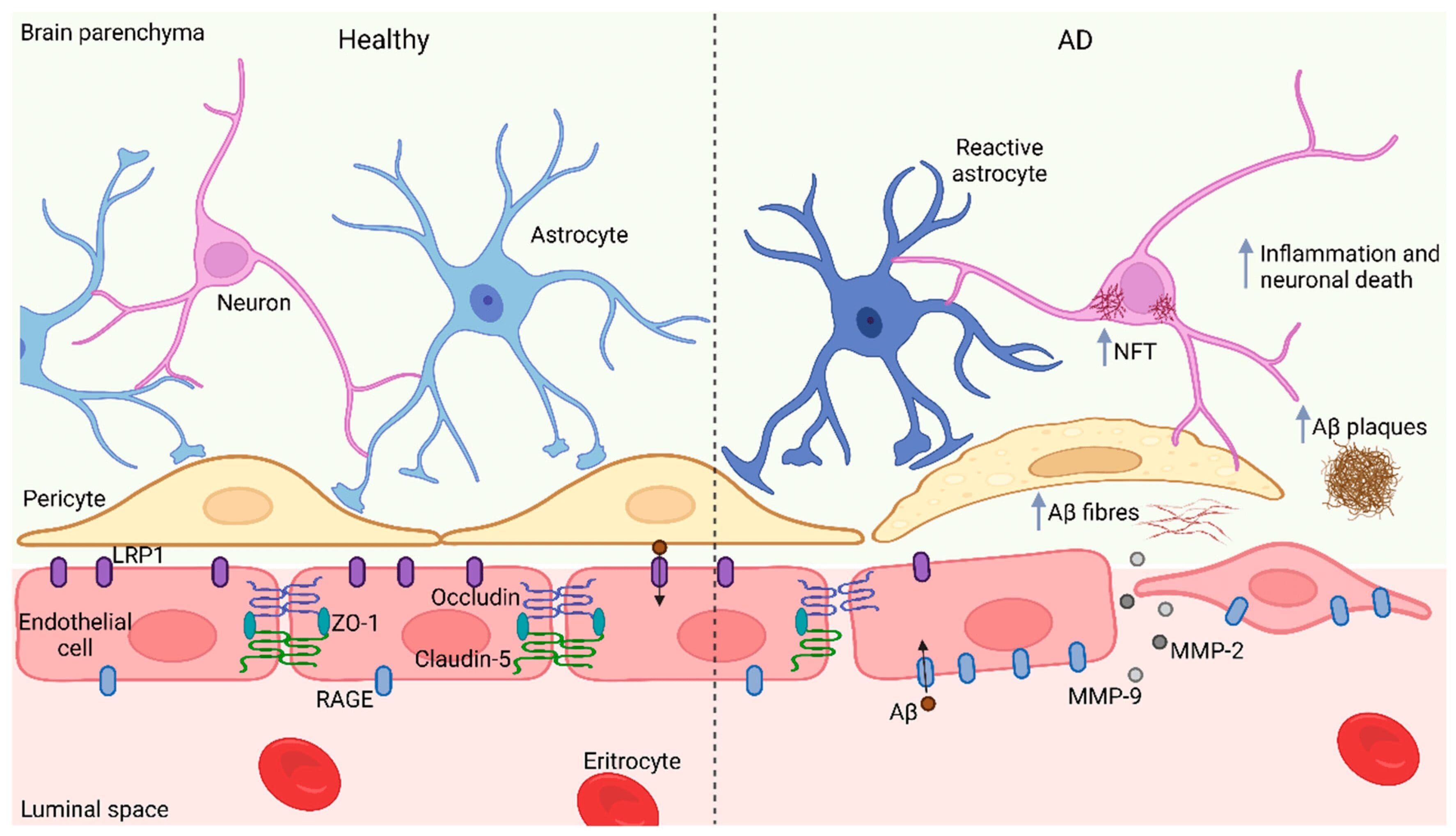 How does the blood-brain barrier work?