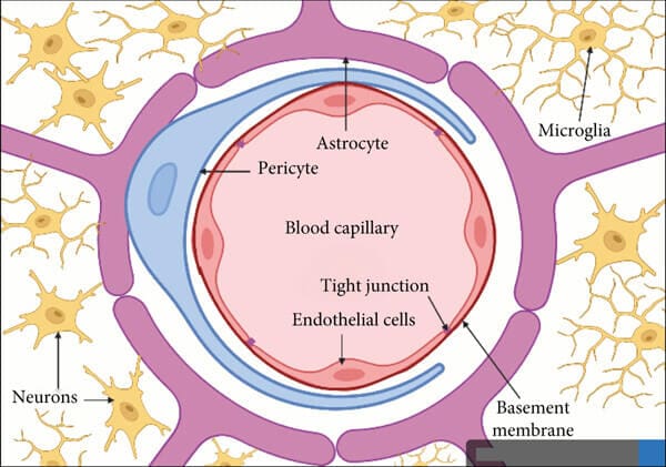 Schematic diagram of transverse section in blood-brain barrier illustrating its cellular structures.