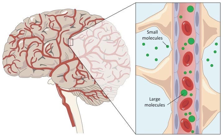 Schematic drawing of the Blood-Brain Barrier. Human brain drawing and close-up of the BBB.