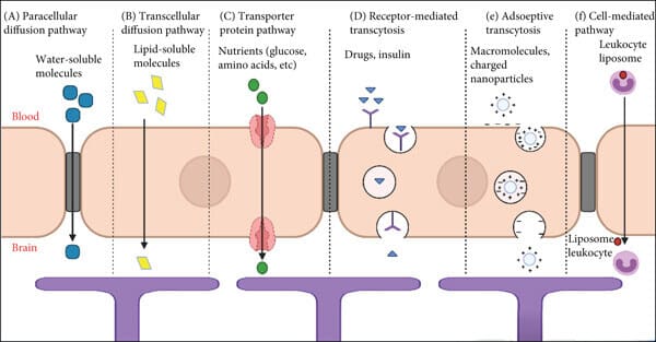 Schematic diagram of how the BBB work: endothelial cells that form the Blood-Brain Barrier and their associations with the perivascular end feet of astrocytes showing pathways across the BBB.