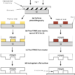 Scheme describing rapid prototyping of microfluidic systems.